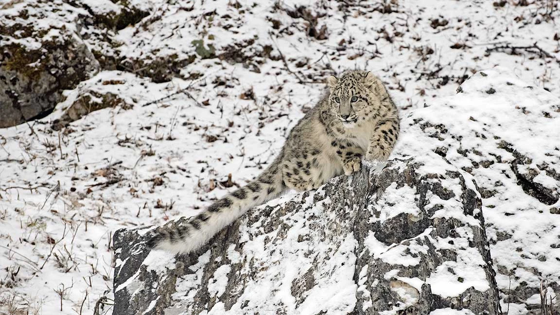 Snow Leopard Expedition