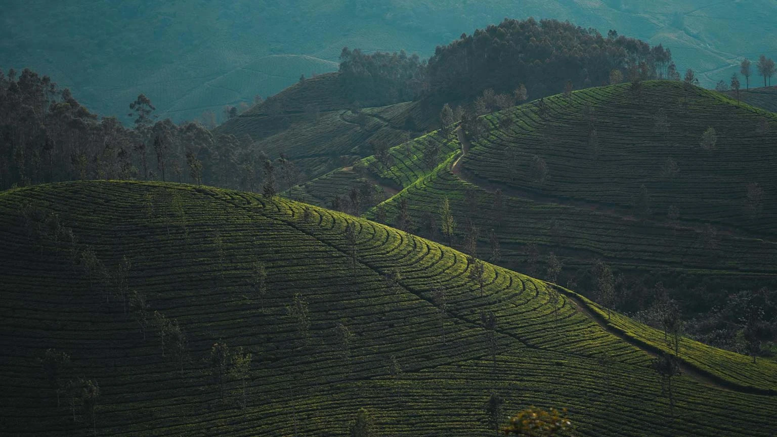 Wayanad Tour Package