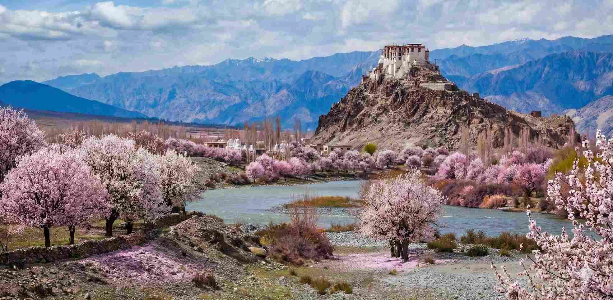 Ladakh Apricot Blossom