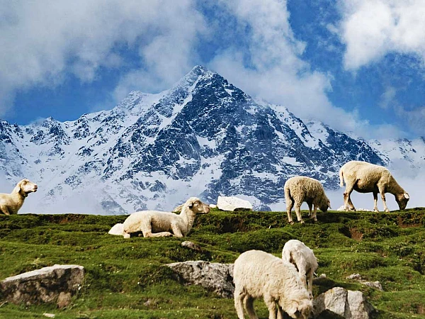 Dharamshala Triund Tour