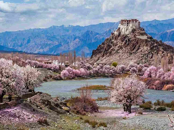 Ladakh Apricot Blossom
